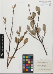 Foto von Salix glabra Scop.